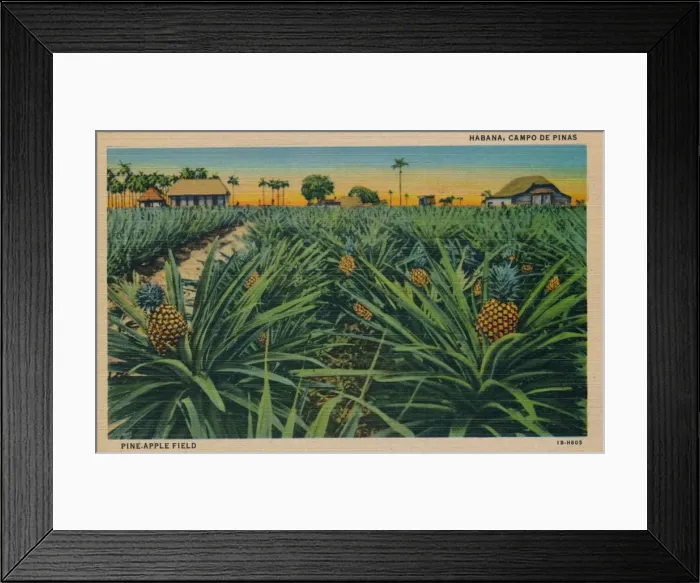 Framed Print : Pine-Apple Field - Habana, Campo De Pinas, c1910 Framed Print : Pine-Apple Field - Habana, Campo De Pinas, c1910