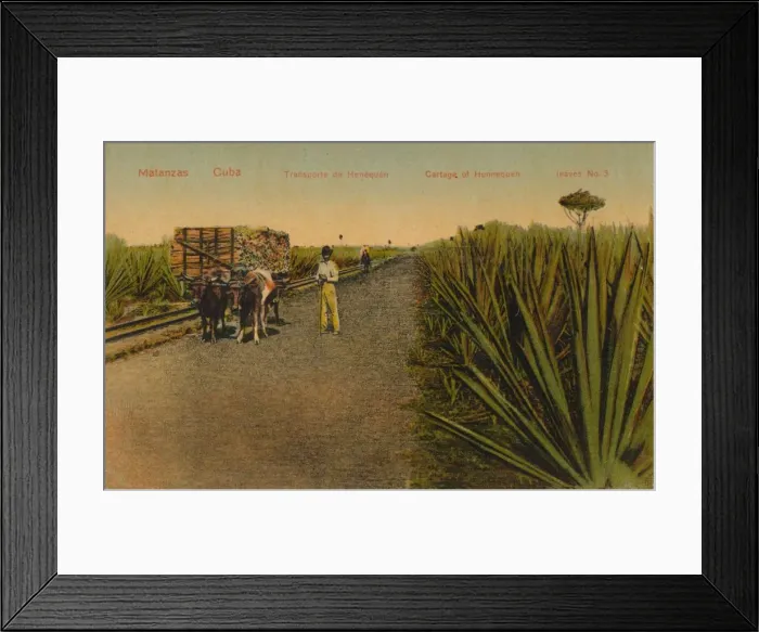 Framed Print : Transporting Henequen leaves, Matanzas - Cuba Framed Print : Transporting Henequen leaves, Matanzas - Cuba