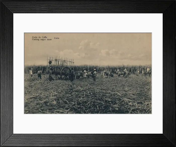 Framed Print : Corte de Cana - Cutting sugar cane - Cuba, c1910 Framed Print : Corte de Cana - Cutting sugar cane - Cuba, c1910