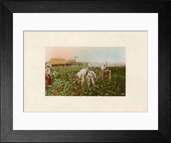 Framed Print : Cosecha de tabaco. - Tabacco Plantation. c1910 Framed Print : Cosecha de tabaco. - Tabacco Plantation. c1910
