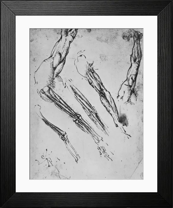 Framed Print : Six Studies of an Arm Showing in Three Cases the Bones, c1480 (1945). Artist: Leonardo da Vinci Framed Print : Six Studies of an Arm Showing in Three Cases the Bones, c1480 (1945). Artist: Leonardo da Vinci