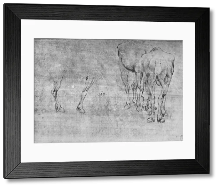Framed Print : Studies of Horses Grazing, c1480 (1945). Artist: Leonardo da Vinci Framed Print : Studies of Horses Grazing, c1480 (1945). Artist: Leonardo da Vinci