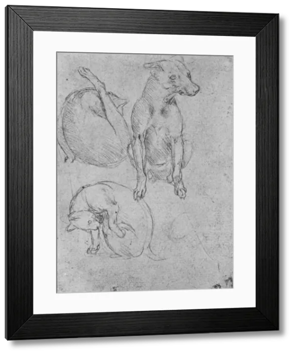 Framed Print : Studies of a Dog and of a Cat, c1480 (1945). Artist: Leonardo da Vinci Framed Print : Studies of a Dog and of a Cat, c1480 (1945). Artist: Leonardo da Vinci