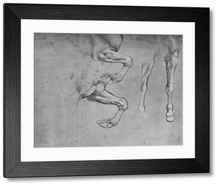 Framed Print : Four Studies of Horses Legs, c1480 (1945). Artist: Leonardo da Vinci Framed Print : Four Studies of Horses Legs, c1480 (1945). Artist: Leonardo da Vinci