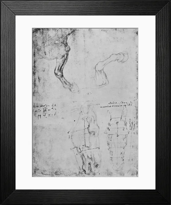 Framed Print : Studies of Horses Fore-Legs and Measured Drawings of Horses Heads, c1480 (1945). Artist: Leonardo da Vinci Framed Print : Studies of Horses Fore-Legs and Measured Drawings of Horses Heads, c1480 (1945). Artist: Leonardo da Vinci