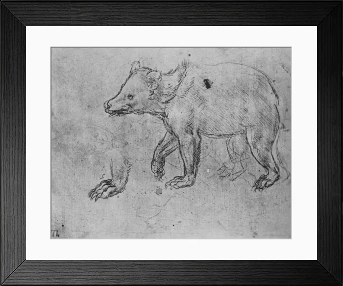 Framed Print : Study of a Bear, c1480 (1945). Artist: Leonardo da Vinci Framed Print : Study of a Bear, c1480 (1945). Artist: Leonardo da Vinci
