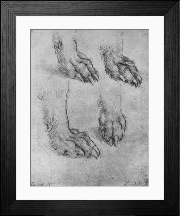 Framed Print : Four Studies of the Paws of a Dog or Wolf, c1480 (1945). Artist: Leonardo da Vinci