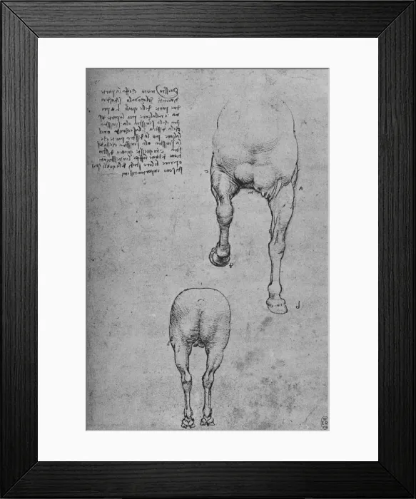 Framed Print : Studies of the Fore-Quarters and of the Hind-Quarters of a Horse, c1480 (1945). Artist: Leonardo da Vinci Framed Print : Studies of the Fore-Quarters and of the Hind-Quarters of a Horse, c1480 (1945). Artist: Leonardo da Vinci