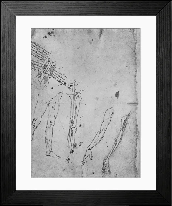 Framed Print : Studies of Legs, of the Bones and Tendons of a Leg, of an Arm, and of the Bones and Tendons of an A Artist: Leonardo da Vinci Framed Print : Studies of Legs, of the Bones and Tendons of a Leg, of an Arm, and of the Bones and Tendons of an A Artist: Leonardo da Vinci