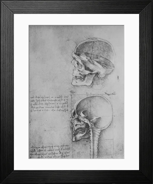 Framed Print : Anatomical Drawings of Two Skulls in Profile to the Left, c1480 (1945). Artist: Leonardo da Vinci Framed Print : Anatomical Drawings of Two Skulls in Profile to the Left, c1480 (1945). Artist: Leonardo da Vinci