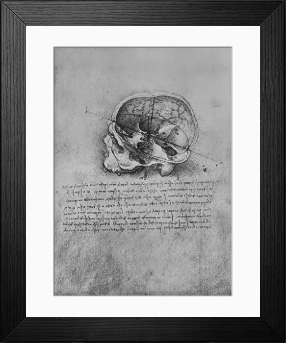 Framed Print : Anatomical Drawing of a Skull to the Left, c1480 (1945). Artist: Leonardo da Vinci Framed Print : Anatomical Drawing of a Skull to the Left, c1480 (1945). Artist: Leonardo da Vinci