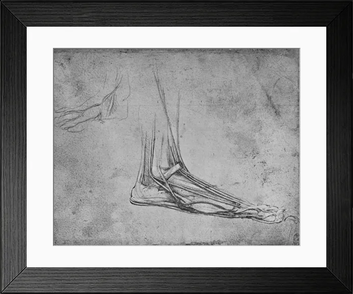 Framed Print : Dissection of a Bears Foot to the Right, c1480 (1945). Artist: Leonardo da Vinci
