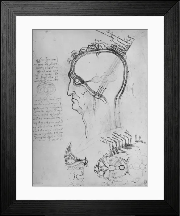 Framed Print : Sections of a Mans Head Showing the Anatomy of the Eye, Etc. c1480 (1945). Artist: Leonardo da Vinci Framed Print : Sections of a Mans Head Showing the Anatomy of the Eye, Etc. c1480 (1945). Artist: Leonardo da Vinci