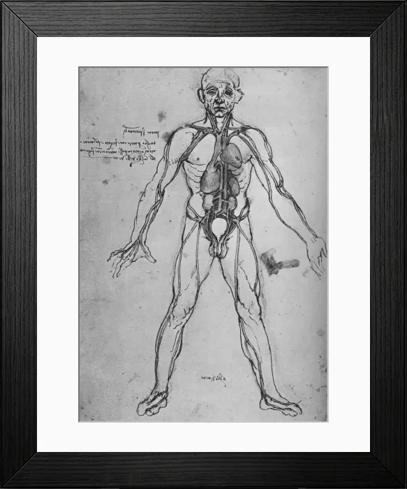 Framed Print : Man Drawn as an Anatomical Figure to Show the Heart, Lungs and Main Arteries, c1480 (1945). Artist: Leonardo da Vinci