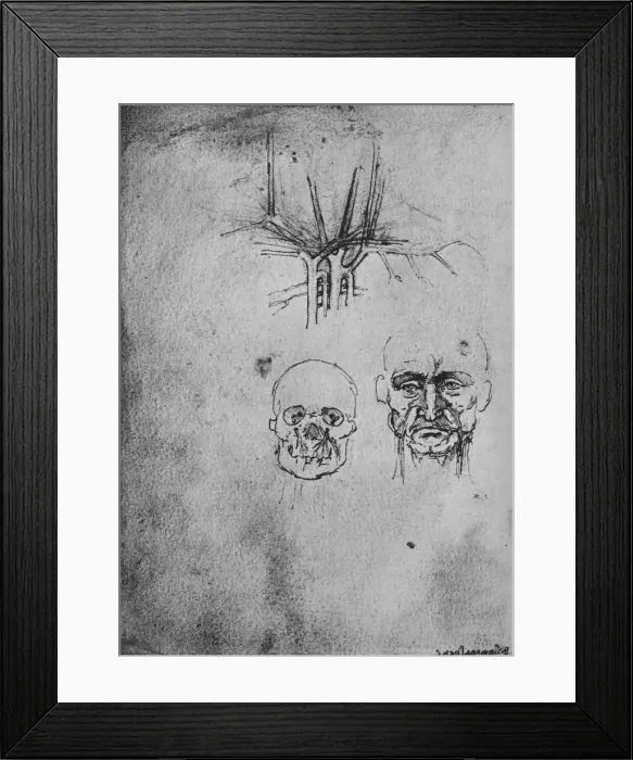 Framed Print : Drawing Showing the Position of the Blood Vessels in the Neck and Face, c1480 (1945). Artist: Leonardo da Vinci Framed Print : Drawing Showing the Position of the Blood Vessels in the Neck and Face, c1480 (1945). Artist: Leonardo da Vinci