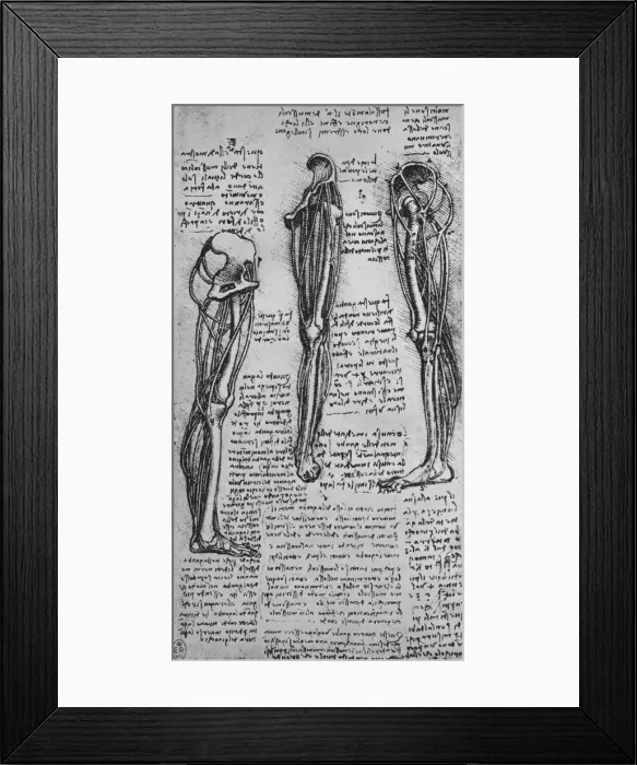 Framed Print : Drawings of a Left Leg Showing Bones and Tendons, c1480 (1945). Artist: Leonardo da Vinci Framed Print : Drawings of a Left Leg Showing Bones and Tendons, c1480 (1945). Artist: Leonardo da Vinci