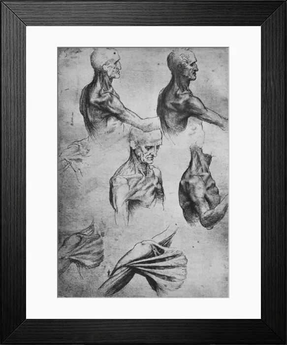 Framed Print : Studies of the Head and Shoulders of a Man, c1480 (1945). Artist: Leonardo da Vinci Framed Print : Studies of the Head and Shoulders of a Man, c1480 (1945). Artist: Leonardo da Vinci