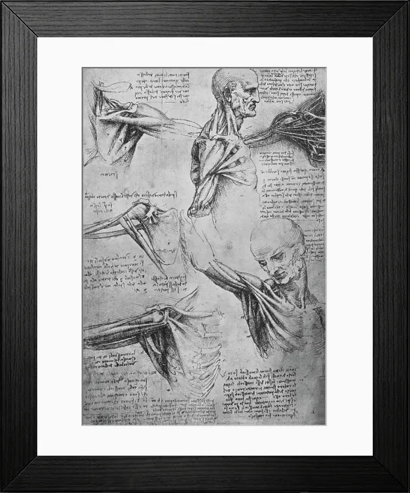 Framed Print : Anatomical Studies of a Mans Neck and Shoulders, c1480 (1945). Artist: Leonardo da Vinci Framed Print : Anatomical Studies of a Mans Neck and Shoulders, c1480 (1945). Artist: Leonardo da Vinci