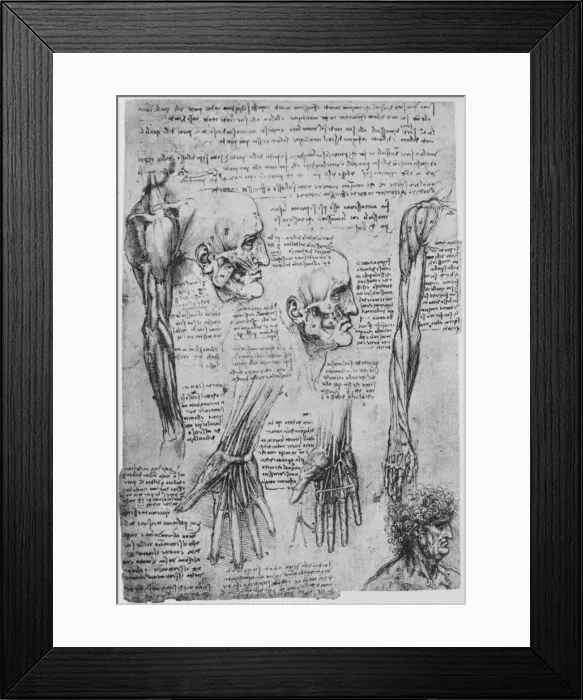 Framed Print : Studies of the Muscles of the Face and Arm, c1480 (1945). Artist: Leonardo da Vinci Framed Print : Studies of the Muscles of the Face and Arm, c1480 (1945). Artist: Leonardo da Vinci