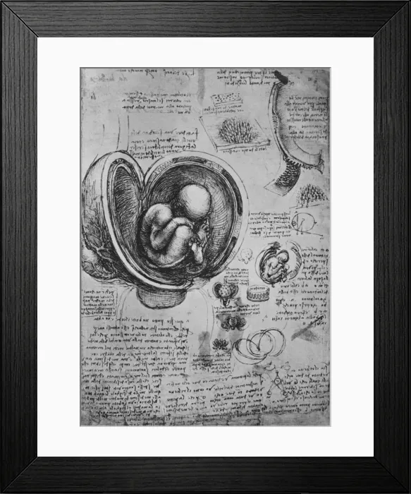 Framed Print : Drawings of an Embryo in the Uterus, c1480 (1945). Artist: Leonardo da Vinci Framed Print : Drawings of an Embryo in the Uterus, c1480 (1945). Artist: Leonardo da Vinci