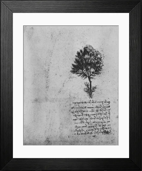 Framed Print : Study of a Tree, c1480 (1945). Artist: Leonardo da Vinci Framed Print : Study of a Tree, c1480 (1945). Artist: Leonardo da Vinci