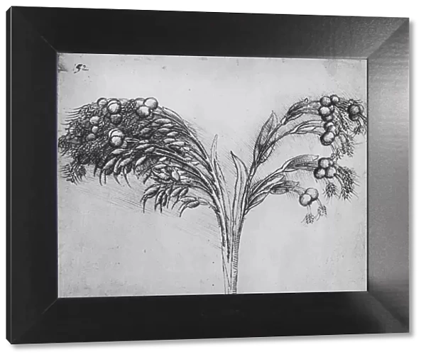 A Long-Stemmed Plant, c1480 (1945). Artist: Leonardo da Vinci