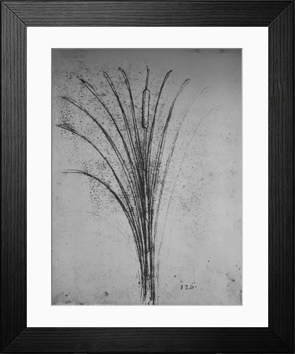 Framed Print : A Bulrush, c1480 (1945). Artist: Leonardo da Vinci Framed Print : A Bulrush, c1480 (1945). Artist: Leonardo da Vinci