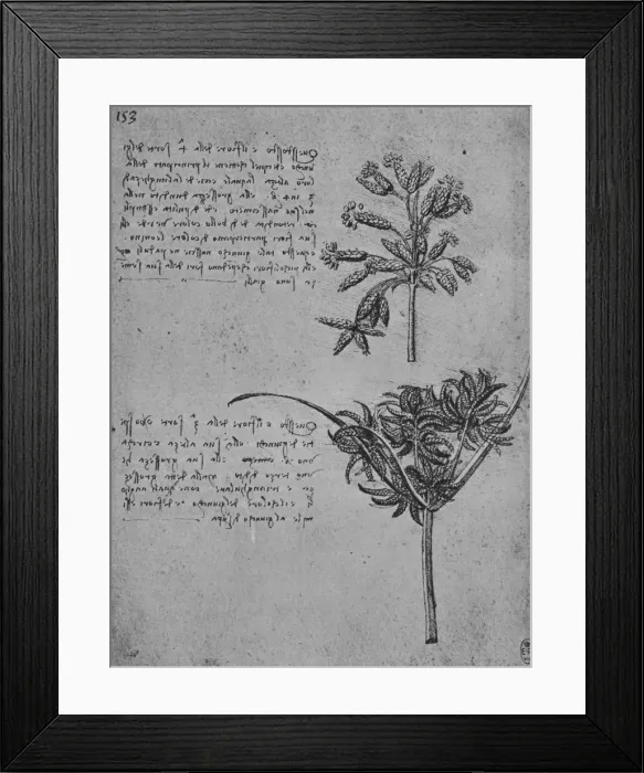 Framed Print : Two Studies of Rushes in Seed, c1480 (1945). Artist: Leonardo da Vinci Framed Print : Two Studies of Rushes in Seed, c1480 (1945). Artist: Leonardo da Vinci