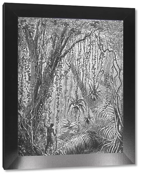 Brazilian Forest, c1885 (1890). Artist: Robert Taylor Pritchett