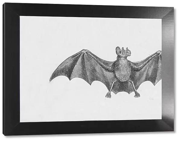 Vampire Bat, c1885, (1890). Artist: Robert Taylor Pritchett