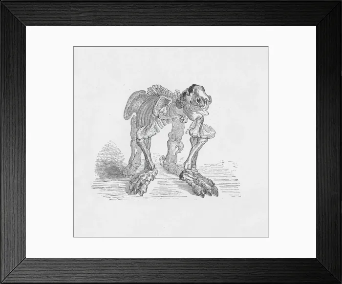 Framed Print : Skeleton of the Megatherium, c1885, (1890). Artist: Robert Taylor Pritchett Framed Print : Skeleton of the Megatherium, c1885, (1890). Artist: Robert Taylor Pritchett