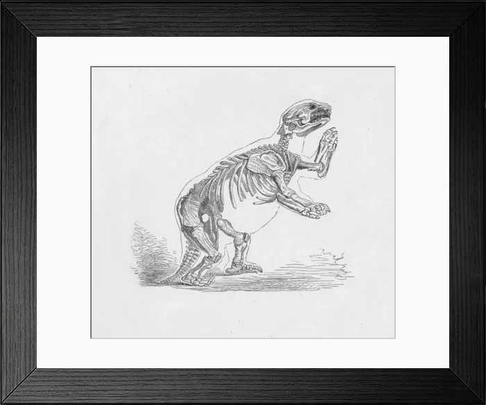 Framed Print : Skeleton of the Mylodon Darwinii, c1885, (1890). Artist: Robert Taylor Pritchett Framed Print : Skeleton of the Mylodon Darwinii, c1885, (1890). Artist: Robert Taylor Pritchett