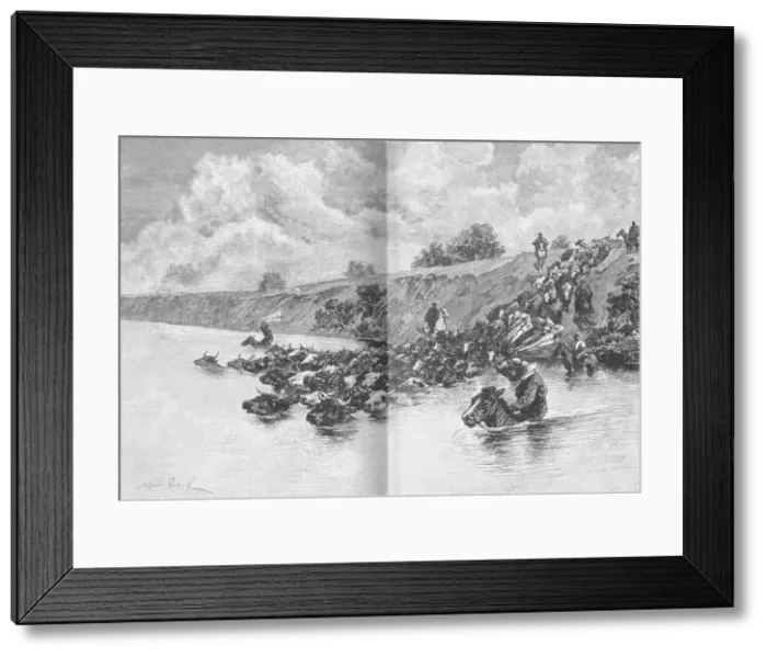 Framed Print : Herd of Cattle Crossing the Uruguay, c1885, (1890). Artist: Robert Taylor Pritchett Framed Print : Herd of Cattle Crossing the Uruguay, c1885, (1890). Artist: Robert Taylor Pritchett
