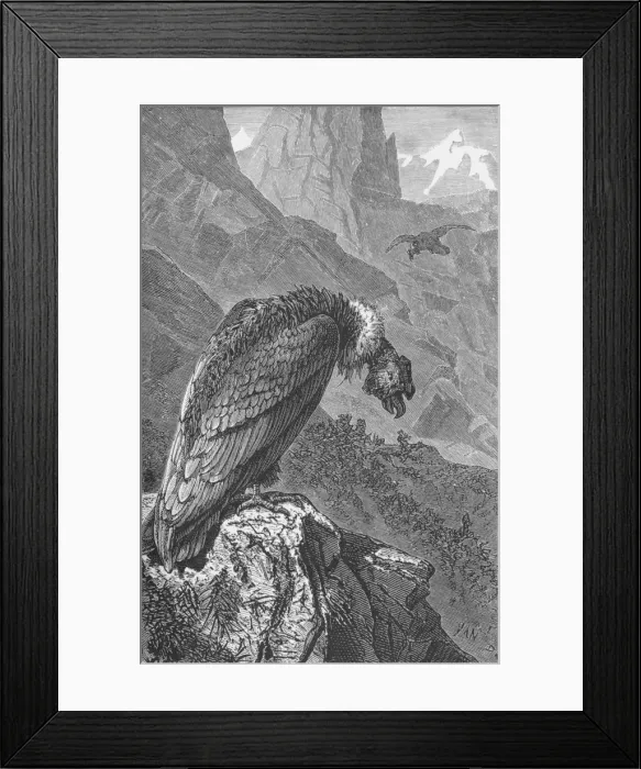 Framed Print : The Condor, c1885, (1890). Artist: Robert Taylor Pritchett Framed Print : The Condor, c1885, (1890). Artist: Robert Taylor Pritchett
