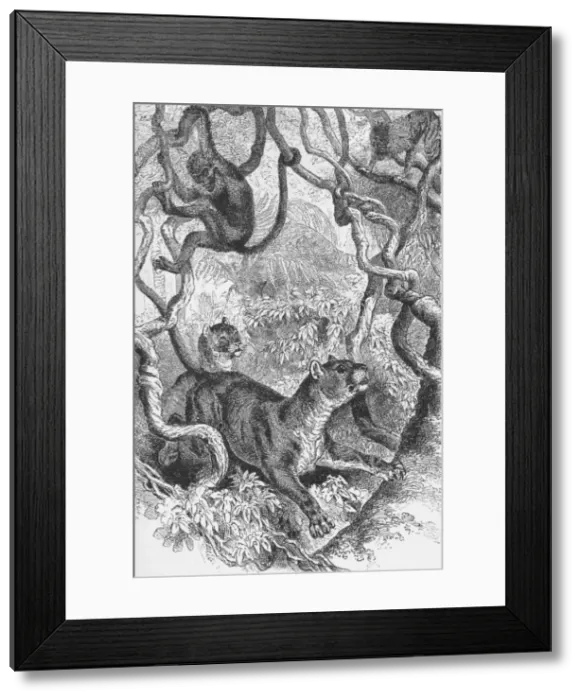 Framed Print : The Puma, c1885, (1890). Artist: Robert Taylor Pritchett Framed Print : The Puma, c1885, (1890). Artist: Robert Taylor Pritchett