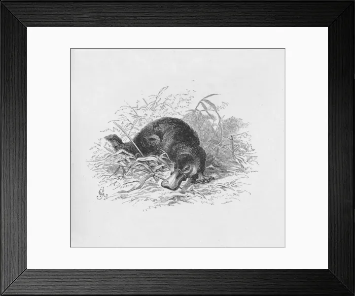 Framed Print : Ornithorhynchus Paradoxus, c1885, (1890). Artist: Robert Taylor Pritchett Framed Print : Ornithorhynchus Paradoxus, c1885, (1890). Artist: Robert Taylor Pritchett