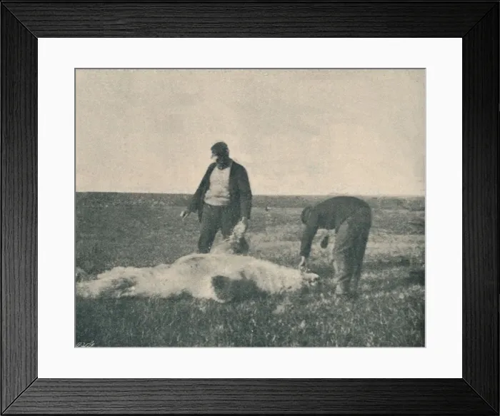 Framed Print : A Dead Bear on Reindeer Island (August 21st, 1893), 1893 (1897) Framed Print : A Dead Bear on Reindeer Island (August 21st, 1893), 1893 (1897)