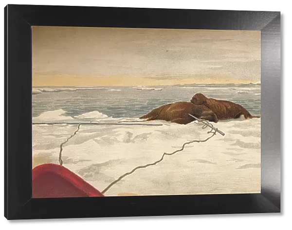 Walruses Killed Off The East Coast of the Taimyr Peninsula, 12th September 1893, (1897). Artist: Fridtjof Nansen