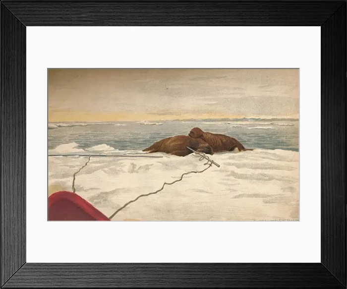 Framed Print : Walruses Killed Off The East Coast of the Taimyr Peninsula, 12th September 1893, (1897). Artist: Fridtjof Nansen Framed Print : Walruses Killed Off The East Coast of the Taimyr Peninsula, 12th September 1893, (1897). Artist: Fridtjof Nansen