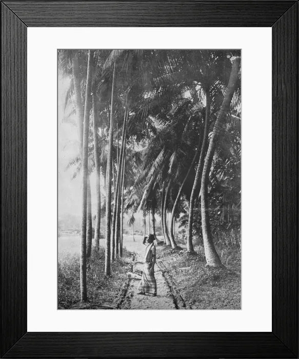 Framed Print : Dawn Through the Palms, c1890, (1910). Artist: Alfred William Amandus Plate Framed Print : Dawn Through the Palms, c1890, (1910). Artist: Alfred William Amandus Plate