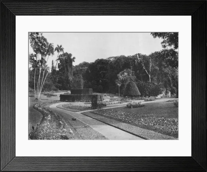 Framed Print : The Fernery, Peradeniya Gardens, Ceylon, c1890 (1910). Artist: Alfred William Amandus Plate Framed Print : The Fernery, Peradeniya Gardens, Ceylon, c1890 (1910). Artist: Alfred William Amandus Plate