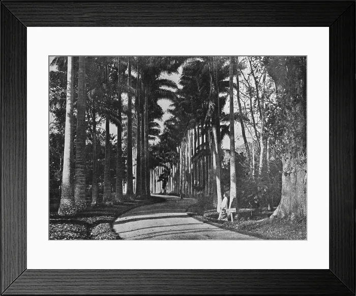 Framed Print : Cabbage Palms in Peradeniya Gardens, c1890, (1910). Artist: Alfred William Amandus Plate Framed Print : Cabbage Palms in Peradeniya Gardens, c1890, (1910). Artist: Alfred William Amandus Plate