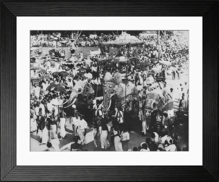 Framed Print : Sacred Elephant in the Perahera Procession, Kandy, Ceylon, c1890, (1910). Artist: Alfred William Amandus Plate