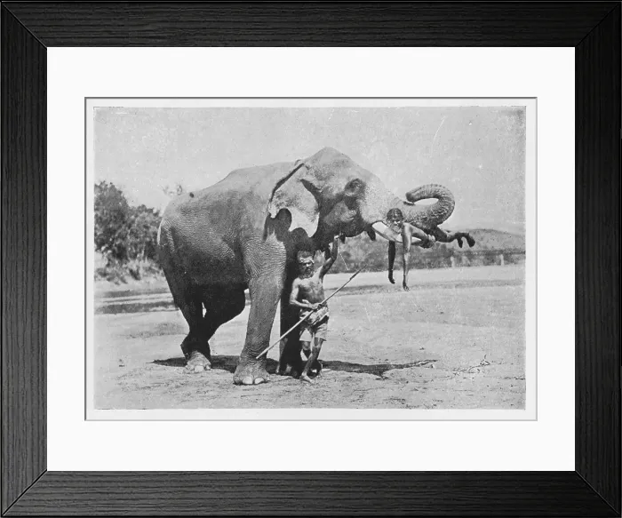 Framed Print : Maligawa Elephant and Mahouts, c1890, (1910). Artist: Alfred William Amandus Plate