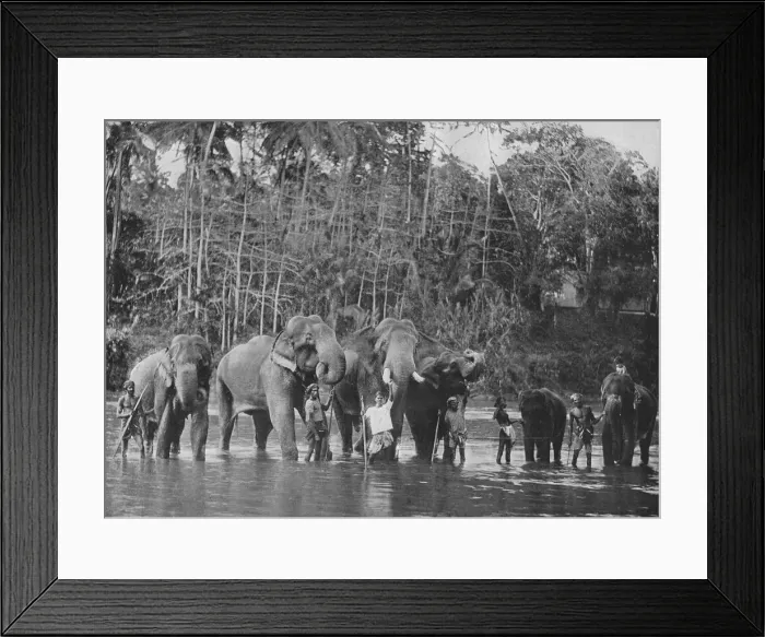 Framed Print : Sacred Elephants Bathing in the Mahaweli Ganga at Katugastota, c1890, (1910). Artist: Alfred William Amandus Plate Framed Print : Sacred Elephants Bathing in the Mahaweli Ganga at Katugastota, c1890, (1910). Artist: Alfred William Amandus Plate