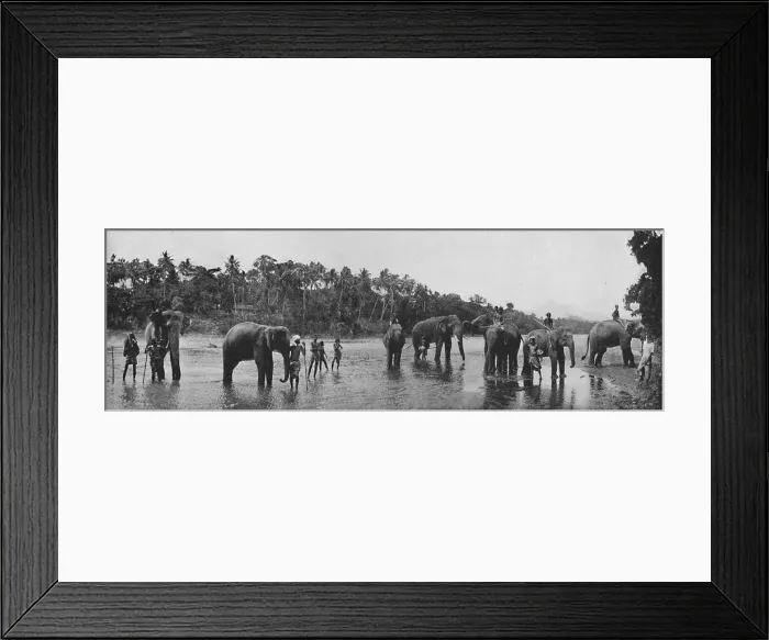 Framed Print : Kandy. Sacred Elephants of the Temple Bathing, c1890, (1910). Artist: Alfred William Amandus Plate Framed Print : Kandy. Sacred Elephants of the Temple Bathing, c1890, (1910). Artist: Alfred William Amandus Plate
