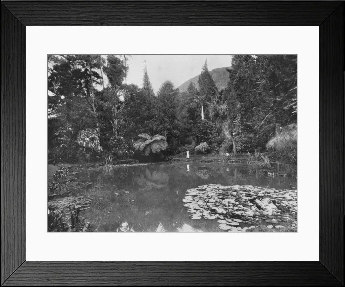 Framed Print : The Lotus Pond, Hakgalla Gardens, Nuwara Eliya, c1890, (1910). Artist: Alfred William Amandus Plate Framed Print : The Lotus Pond, Hakgalla Gardens, Nuwara Eliya, c1890, (1910). Artist: Alfred William Amandus Plate