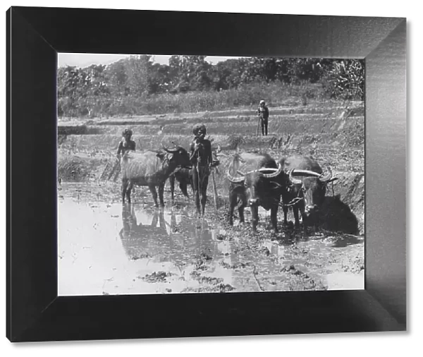 Buffaloes Ploughing Paddy Fields, c1890, (1910). Artist: Alfred William Amandus Plate
