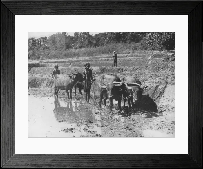 Framed Print : Buffaloes Ploughing Paddy Fields, c1890, (1910). Artist: Alfred William Amandus Plate Framed Print : Buffaloes Ploughing Paddy Fields, c1890, (1910). Artist: Alfred William Amandus Plate