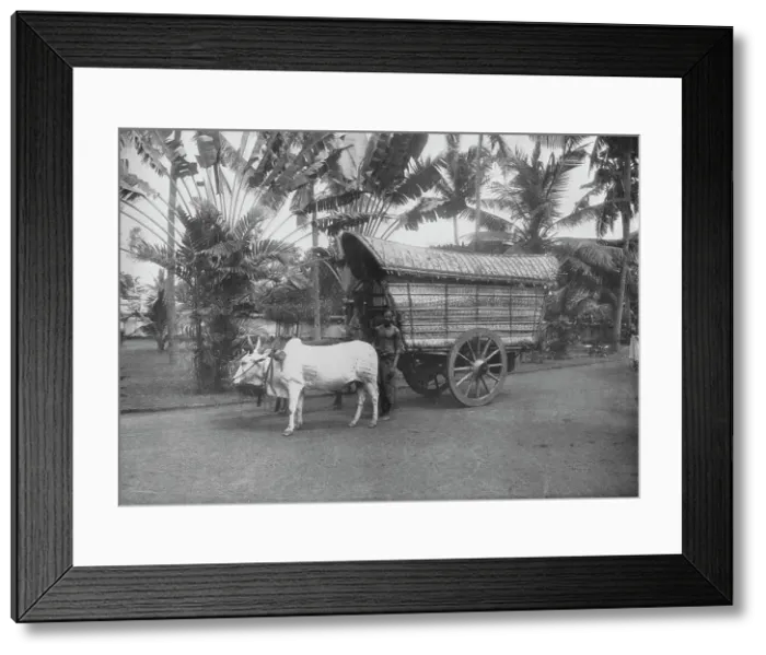 Framed Print : A Ceylon Bullock Cart, c1890, (1910). Artist: Alfred William Amandus Plate Framed Print : A Ceylon Bullock Cart, c1890, (1910). Artist: Alfred William Amandus Plate